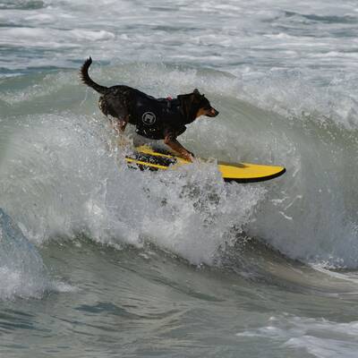 Surfende Hunde in Kalifornien