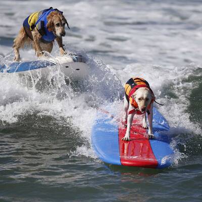 Surfende Hunde in Kalifornien