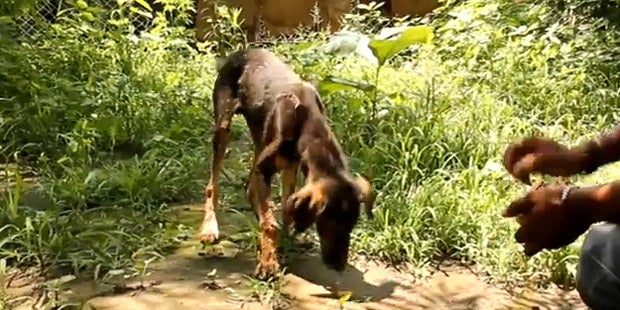 Inder retteten Hund vor Teer-Tod
