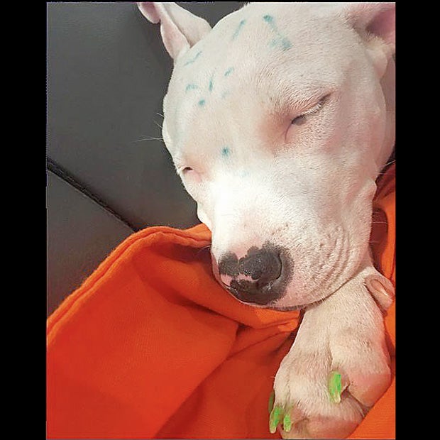 Miley bemalt Hund - Shitstorm