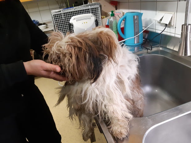 Junghund entkommt Höllen-Käfig - gerettet