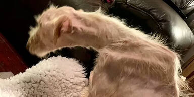 Tierqu&auml;ler-P&auml;rchen l&auml;sst Hund hungern: Haft