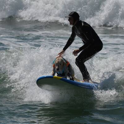 Surfende Hunde in Kalifornien