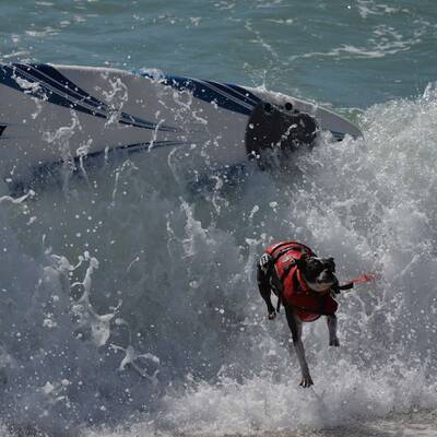 Surfende Hunde in Kalifornien