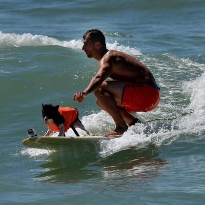 Surfende Hunde in Kalifornien