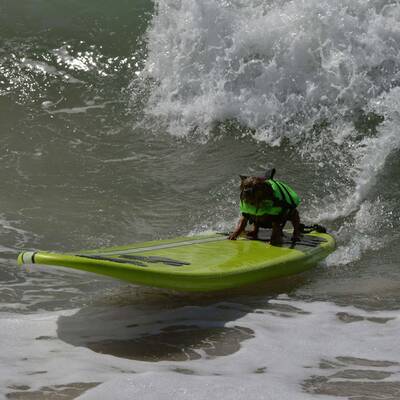Surfende Hunde in Kalifornien