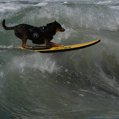 Surfende Hunde in Kalifornien