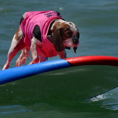 Surfende Hunde in Kalifornien