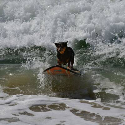 Surfende Hunde in Kalifornien