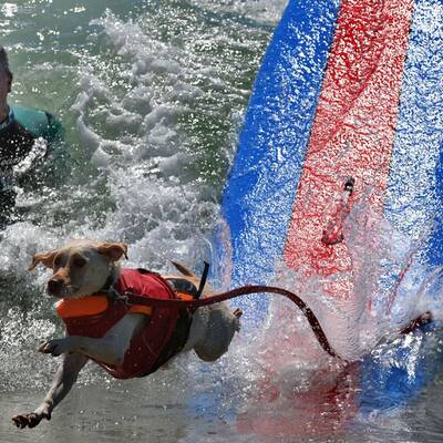 Surfende Hunde in Kalifornien