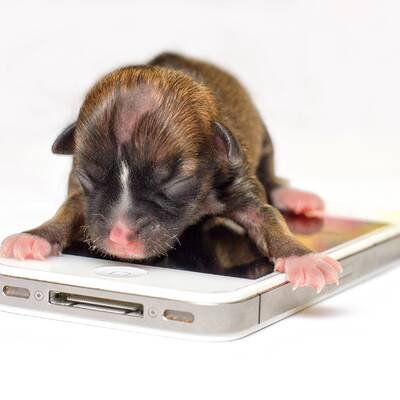 Süßer Mini-Hund benutzt iPhone als Bett