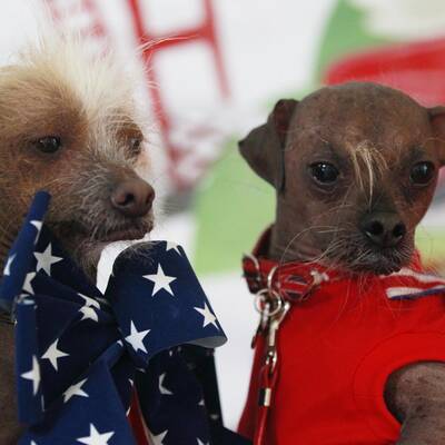 Duell der hässlichsten Hunde der Welt