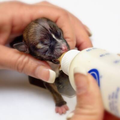 Süßer Mini-Hund benutzt iPhone als Bett