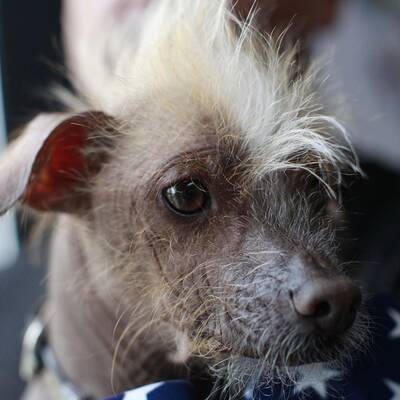 Duell der hässlichsten Hunde der Welt