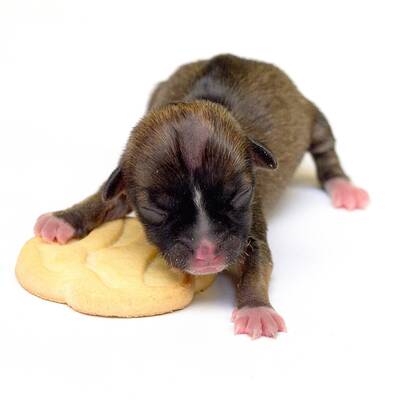 Süßer Mini-Hund benutzt iPhone als Bett