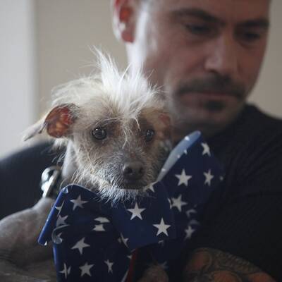 Duell der hässlichsten Hunde der Welt