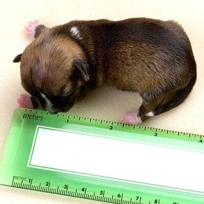 Süßer Mini-Hund benutzt iPhone als Bett