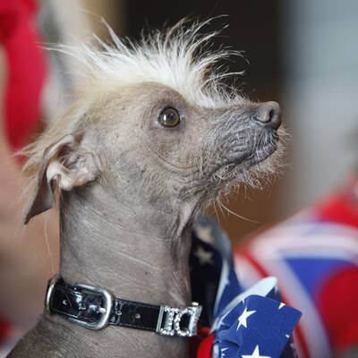 Duell der hässlichsten Hunde der Welt