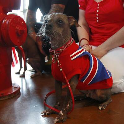 Duell der hässlichsten Hunde der Welt