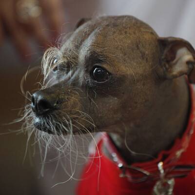 Duell der hässlichsten Hunde der Welt