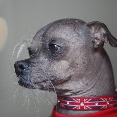 Duell der hässlichsten Hunde der Welt