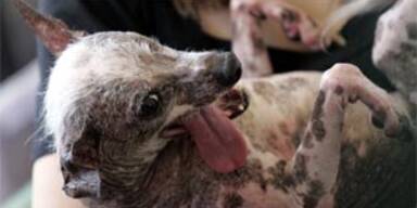 Hässlichster Hund der Welt gekürt