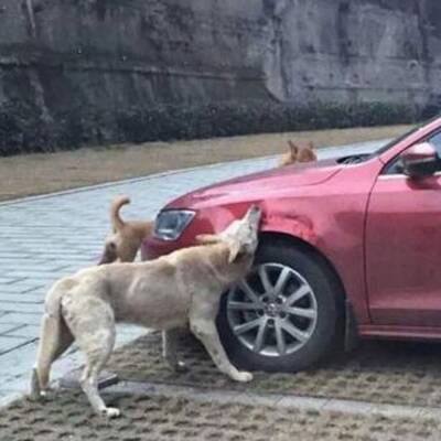 China: Hund fühlte sich bei Mittagsschlaf gestört, dann biss er zu