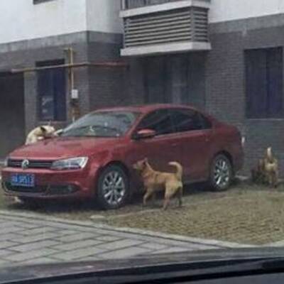 China: Hund fühlte sich bei Mittagsschlaf gestört, dann biss er zu