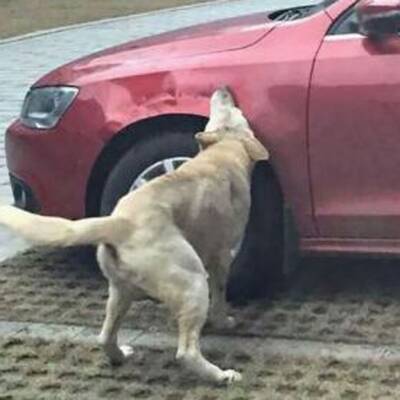 China: Hund fühlte sich bei Mittagsschlaf gestört, dann biss er zu