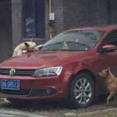 China: Hund fühlte sich bei Mittagsschlaf gestört, dann biss er zu