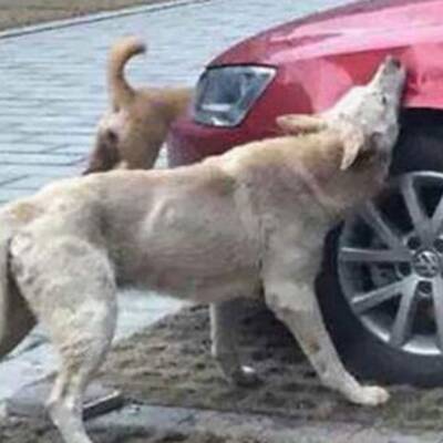 China: Hund fühlte sich bei Mittagsschlaf gestört, dann biss er zu