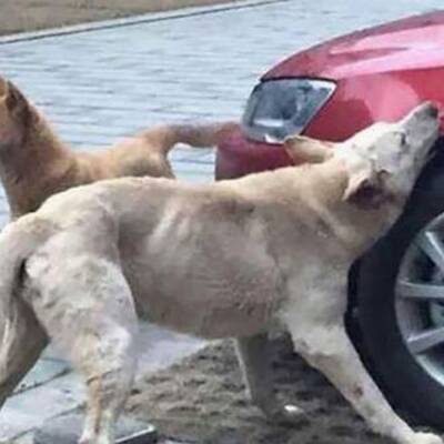 China: Hund fühlte sich bei Mittagsschlaf gestört, dann biss er zu