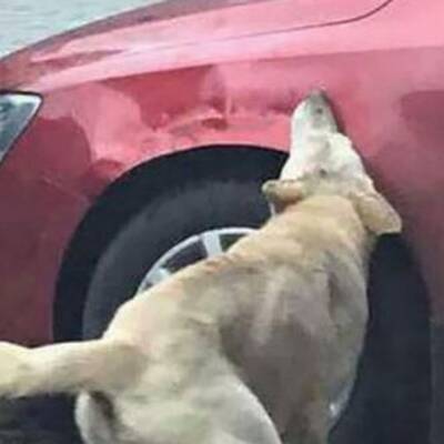 China: Hund fühlte sich bei Mittagsschlaf gestört, dann biss er zu