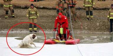 Hund mit Hintern am Eis festgefroren