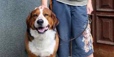 Kärntner Killerhund biss erneut zu