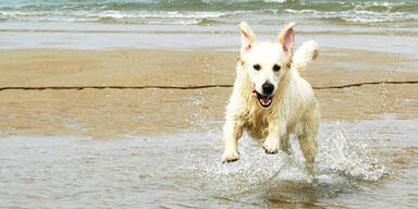 hund_meer_sxc