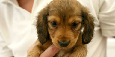 2.000 wollen die Welpen