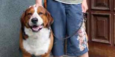 Kärntner Killerhund biss erneut zu