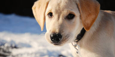 Mit dem Hund sicher durch den Schnee