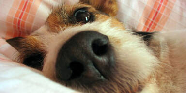 Fressnapf bietet Reisen mit Haustieren an