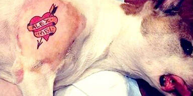 Hund Tattoo