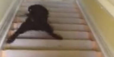 Kleiner Welpe "surft" Treppe hinab