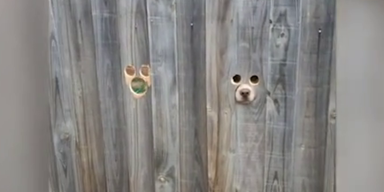 hunde loch im zaun.png