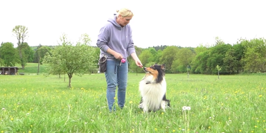 hunde tipp.png