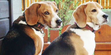 hunde tierheim