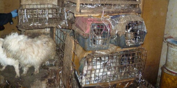 Mehr als 200 verwahrloste Hunde befreit