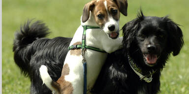 Salzburg zittert vor dem Hundekiller