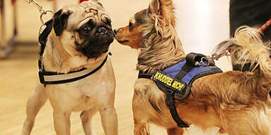 Illegaler Welpenhandel aufgeflogen