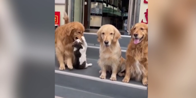 Hunde mit Katze
