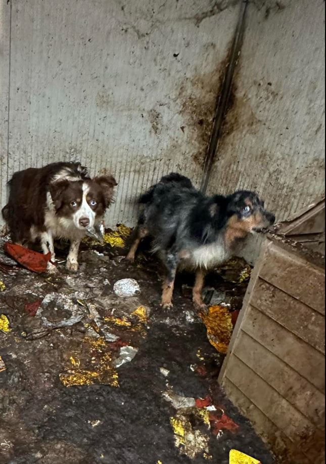 Gesuchte Tierquälerin Brigitta M.